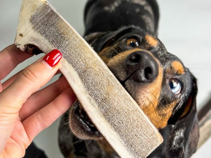Should You Give Your Dog Antlers? Pros and Cons