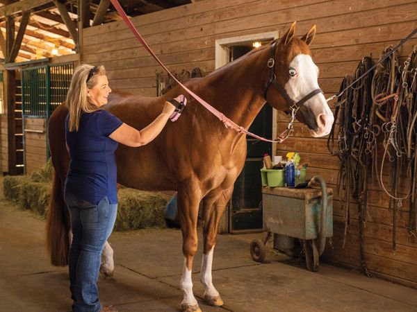 Essential Horse Care Guidelines for Every Owner
