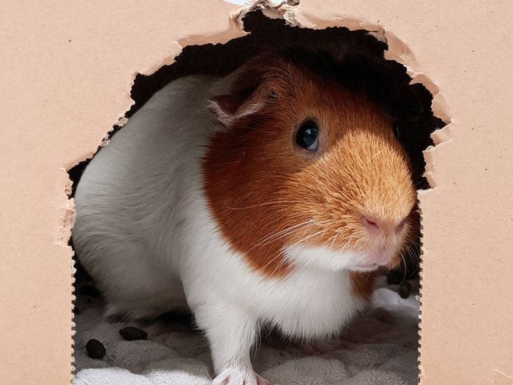 Signs Your Guinea Pig Might Be Sick