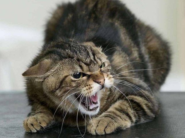 Cat Huffing Explained: Is It Harmful or Harmless?
