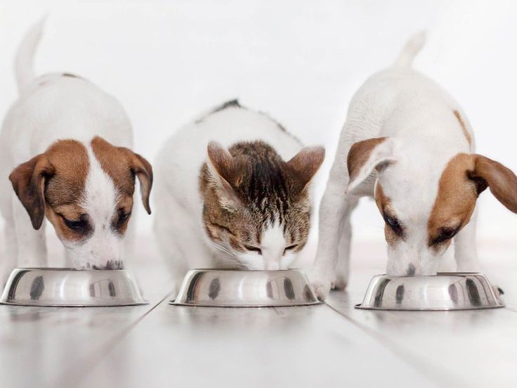 Non-Surgical Sterilization Options for Dogs and Cats