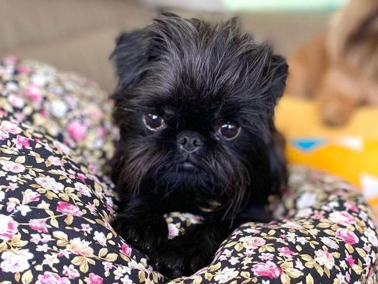 Affenpinscher: The Confident “Monkey Dog” With a Big Personality