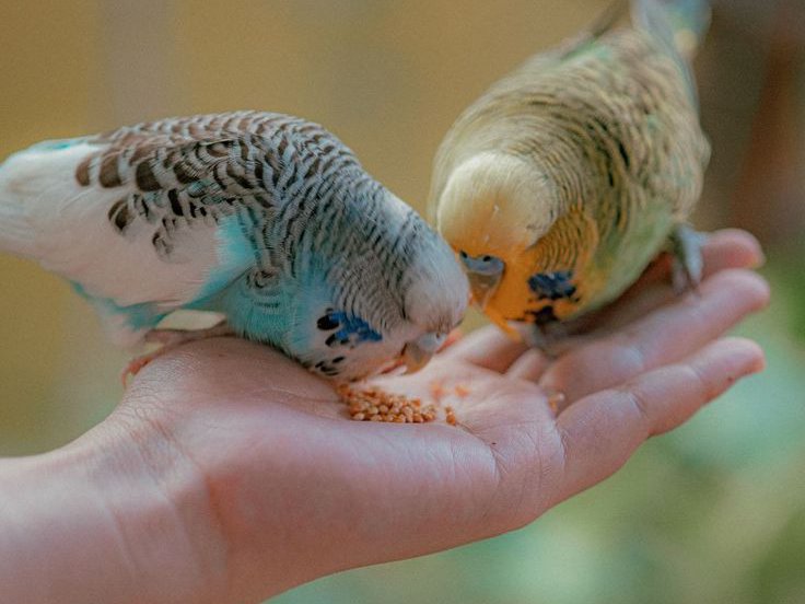 Feeding Your Bird Right: A Guide to Healthy Bird Food