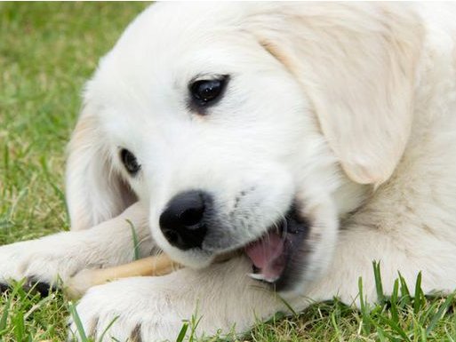 How to Help Your Puppy During the Teething Stage