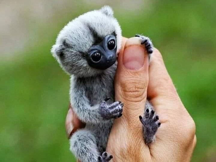 Why Hybrid Animals Don’t Make Good Pets