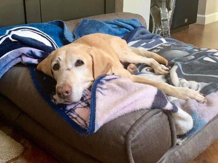 Adopting a Senior Dog: Key Things to Consider