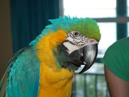 Understanding Why Your Parrot Screams