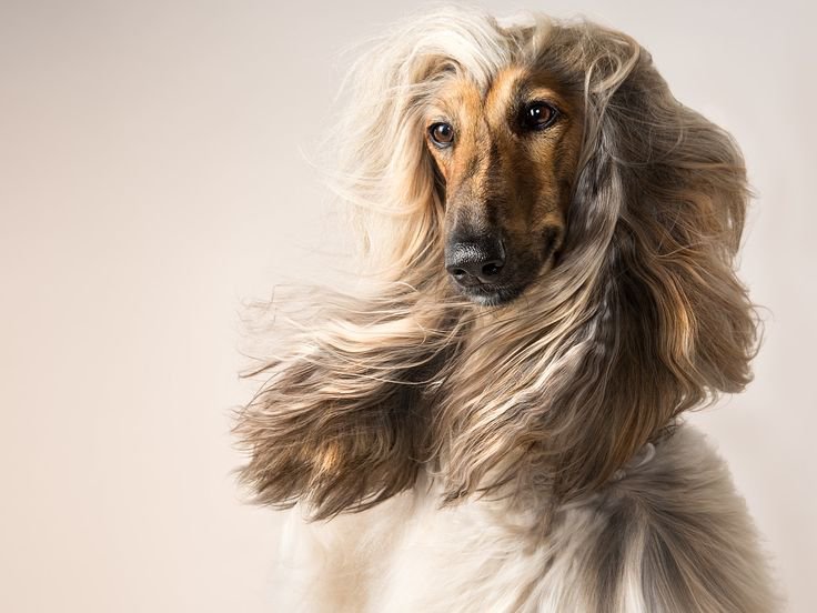 Afghan Hound: The Supermodel of the Dog World