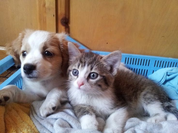 When Should You Neuter Your Puppy or Kitten?