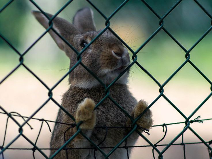 Which Animals Can Safely Live With Rabbits?