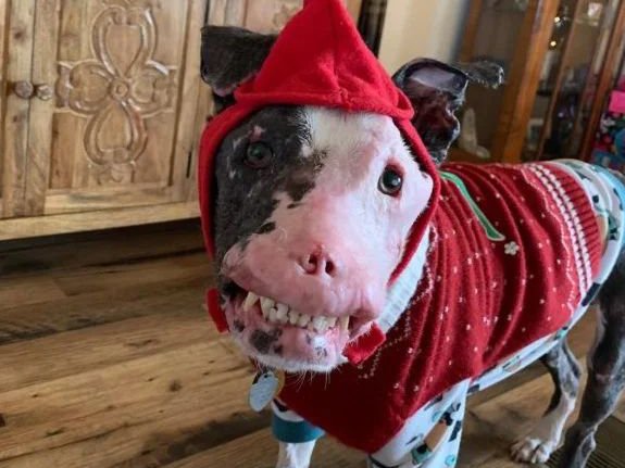 Understanding Animal Cruelty: What Counts?