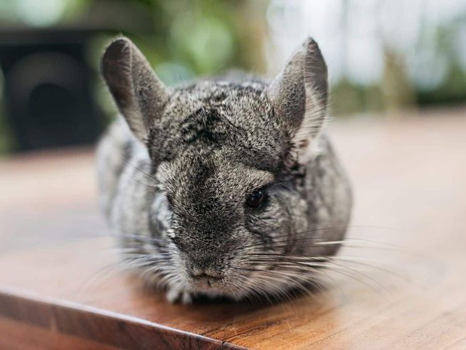 Exotic Pets: Should They Be Kept in Homes?