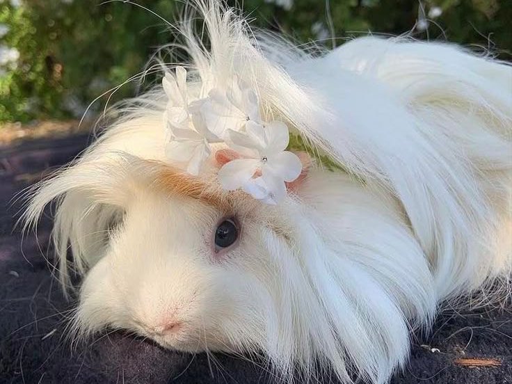 Give a Rescued Guinea Pig a Forever Home