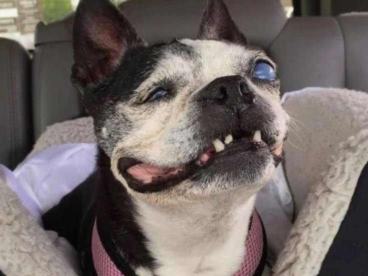 Adopting a Blind Dog: What You Need to Know